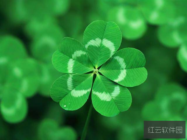 四叶草M码和欧洲码的区别解析,如何正确选择尺码