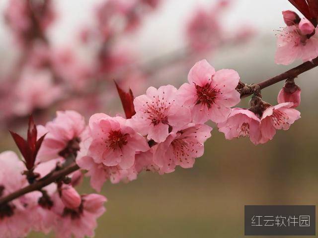 春暖花开时,万物复苏处