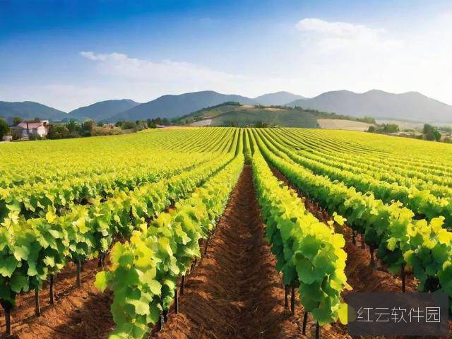 亚洲一线葡萄酒产区与二线产区的核心差异解析—从风土到市场定位
