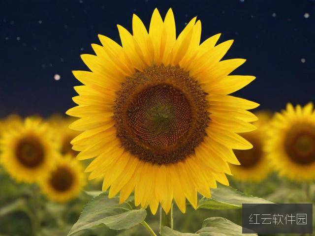 向日葵在夜晚绽放,一部惊艳动画的在线观看与下载指南