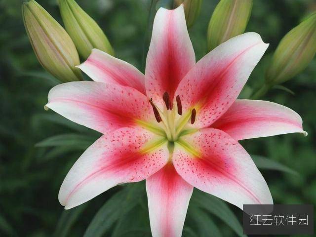 百合如何打造爆款运动视频教程?从策划到剪辑的全流程攻略