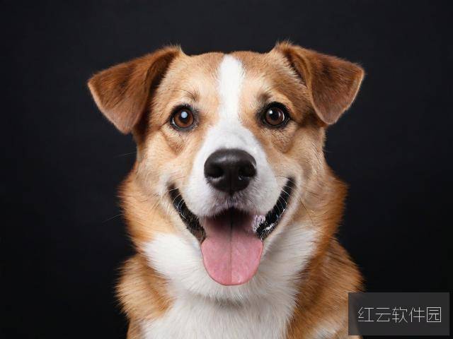 狗人视频网站,虚拟网红背后的狂热与隐忧