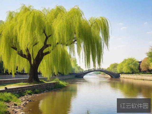 白玉河边双插柳,一株垂柳里的文明密码