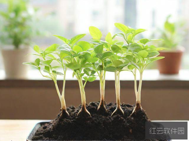 欧式45种扦插方式图片大全,专业园艺指南